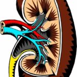 Boala cronică de rinichi: criterii de solicitare a consultației specializate