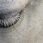 Simptomele afecțiunilor oculare: ghid de orientare rapidă