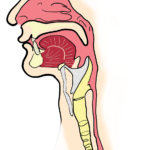 Corelații între disbioza microbiomului oral și patologia tractului gastrointestinal superior